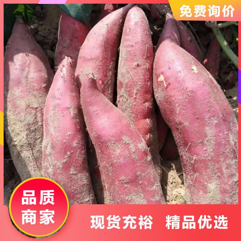 滨州鲜食型紫薯苗种植厂家