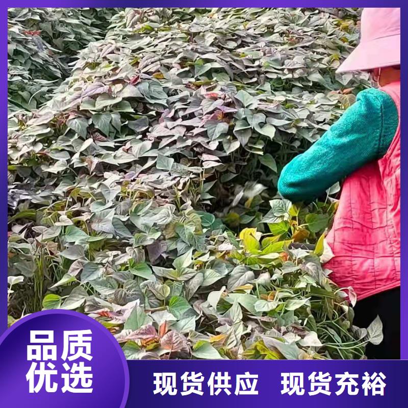 甘肃省庆阳紫薯苗（绫紫）种植厂家