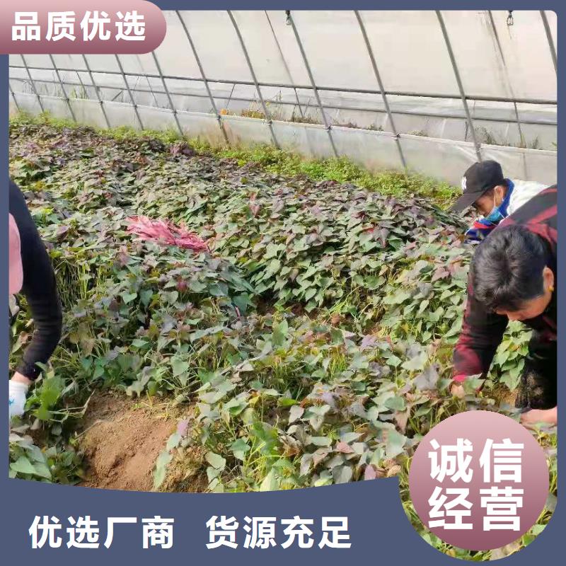 安徽省宣城紫薯苗（绫紫）图片