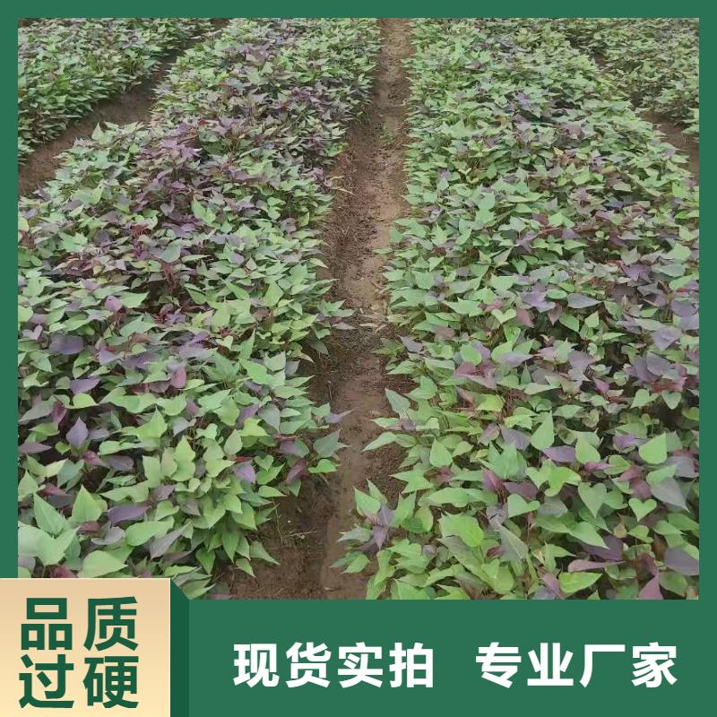 ​贵港紫薯种子种植方法