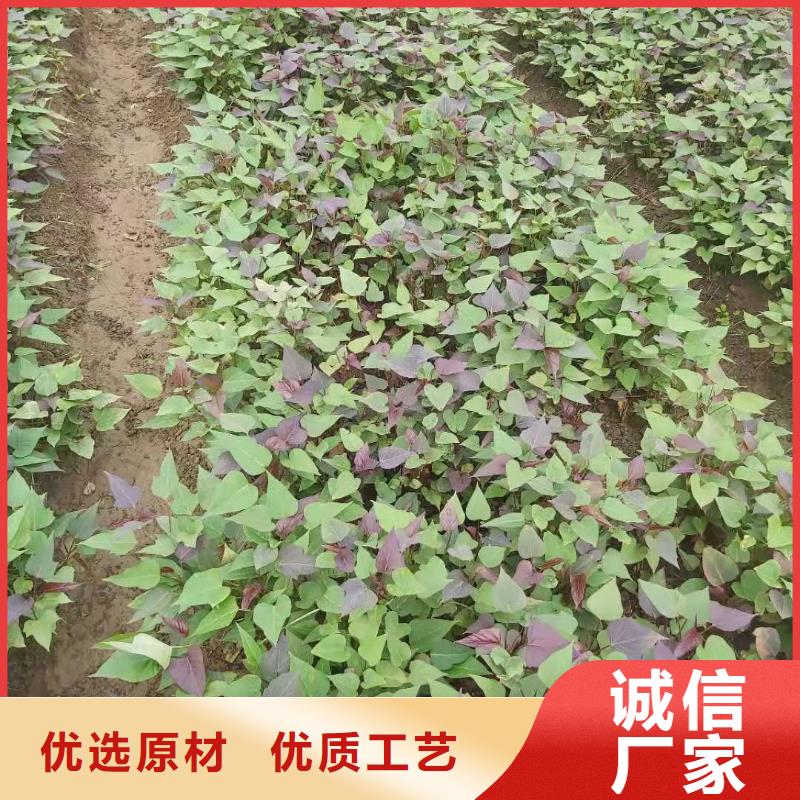 ​滁州紫薯苗（绫紫）种植方法