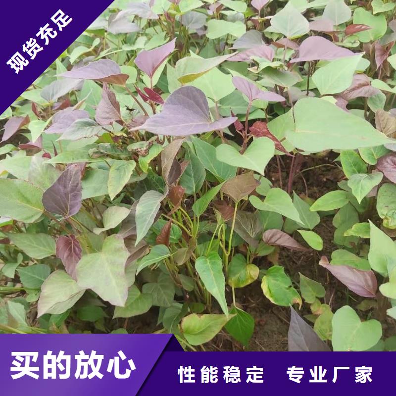 重庆紫薯苗（绫紫）种植厂家