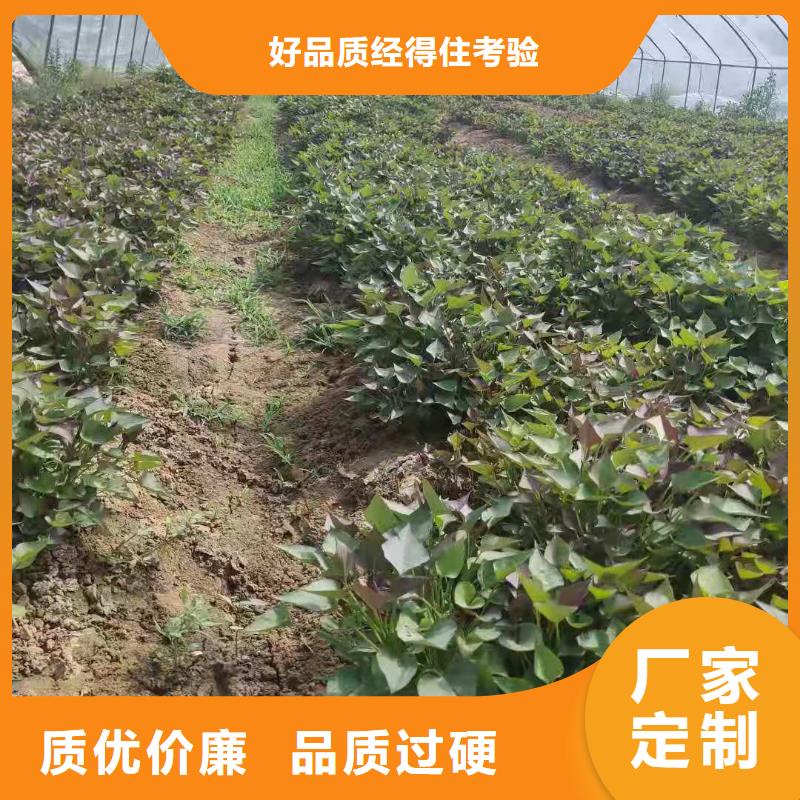 辽宁省阜新紫薯苗（济黑2号）厂家价格是多少