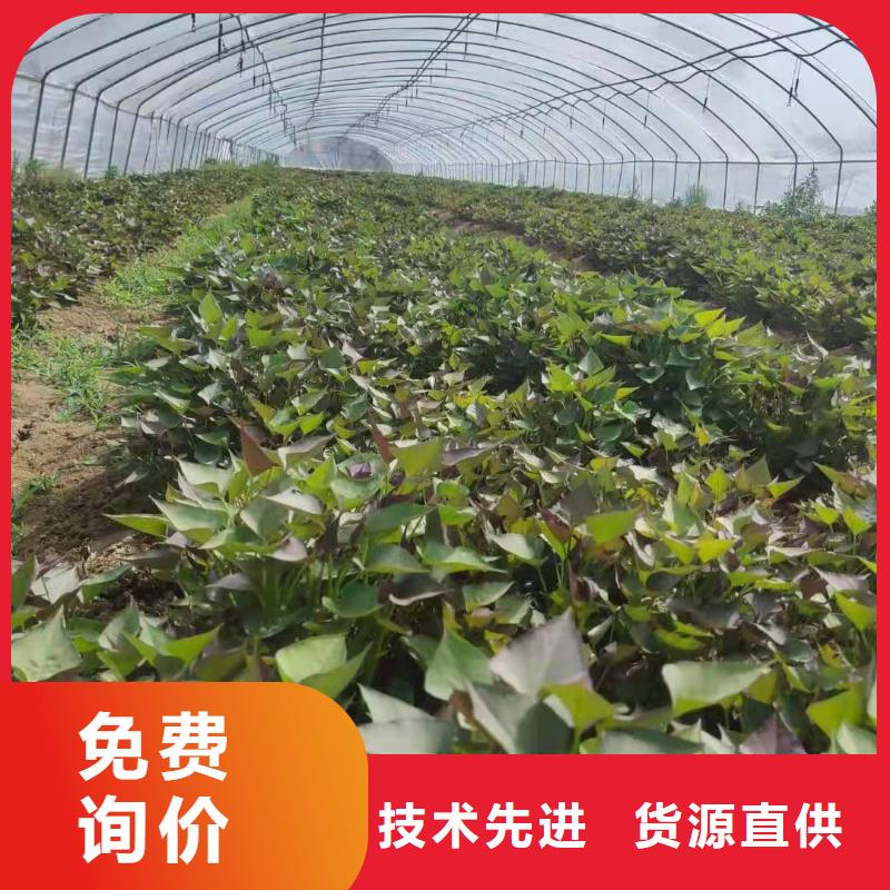 辽宁省大连紫薯苗种植厂家