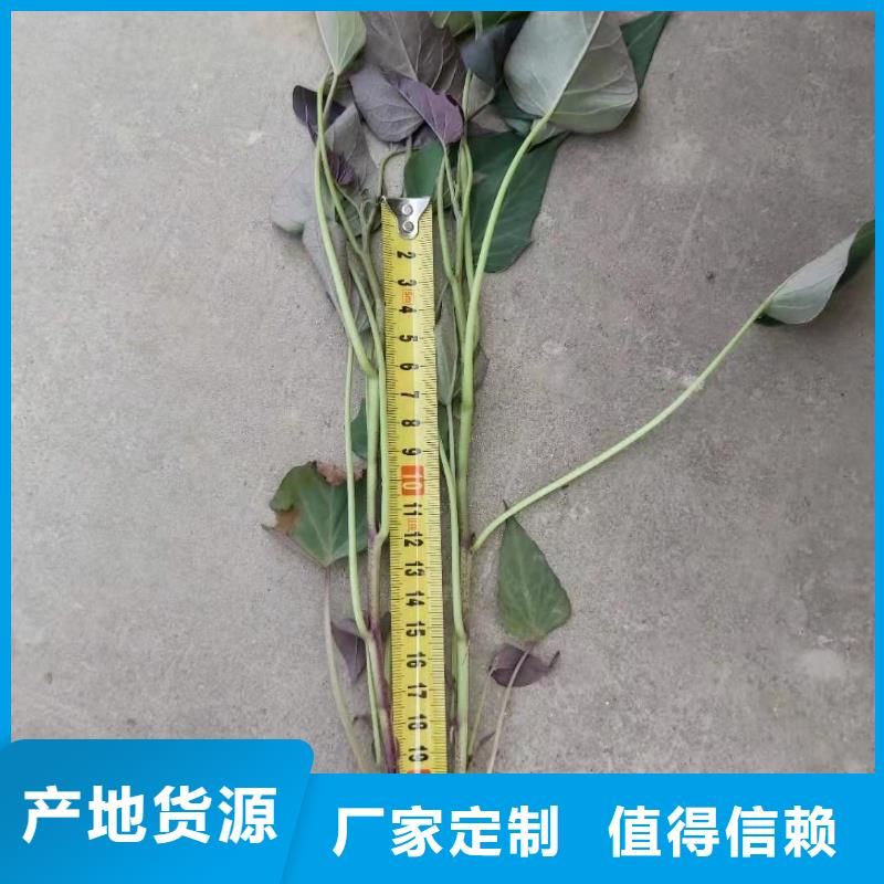 云南省西双版纳紫薯苗（济黑2号）厂家价格是多少