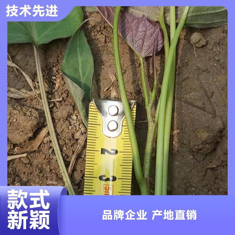 甘肃省金昌紫薯苗子图片