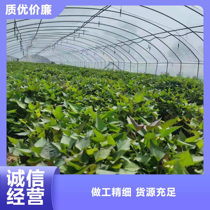 广东省揭阳脱毒紫薯苗供应