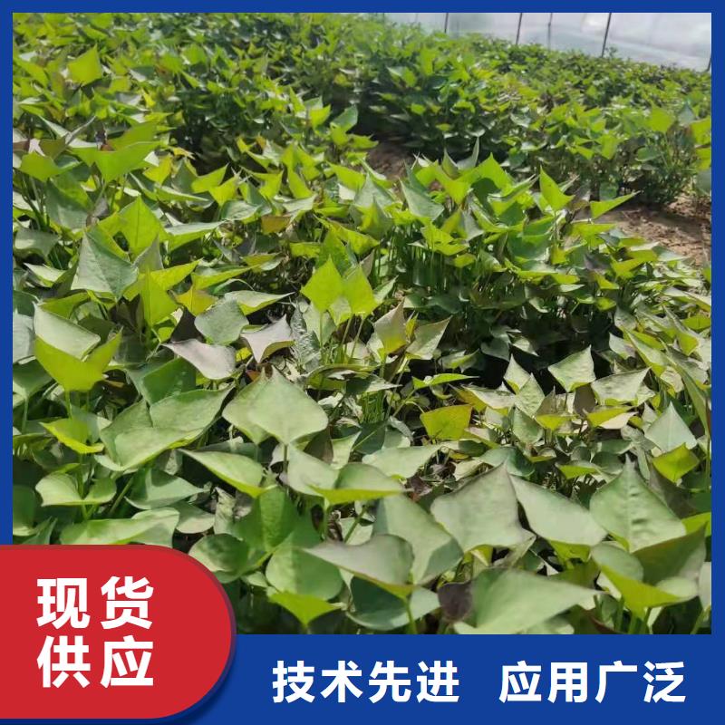 安徽省宣城紫薯苗哪里有卖的