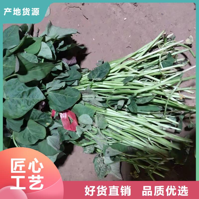云南省丽江鲜食型紫薯苗源头厂家