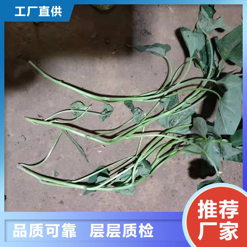湖南省郴州红薯苗（西瓜红）怎么培育