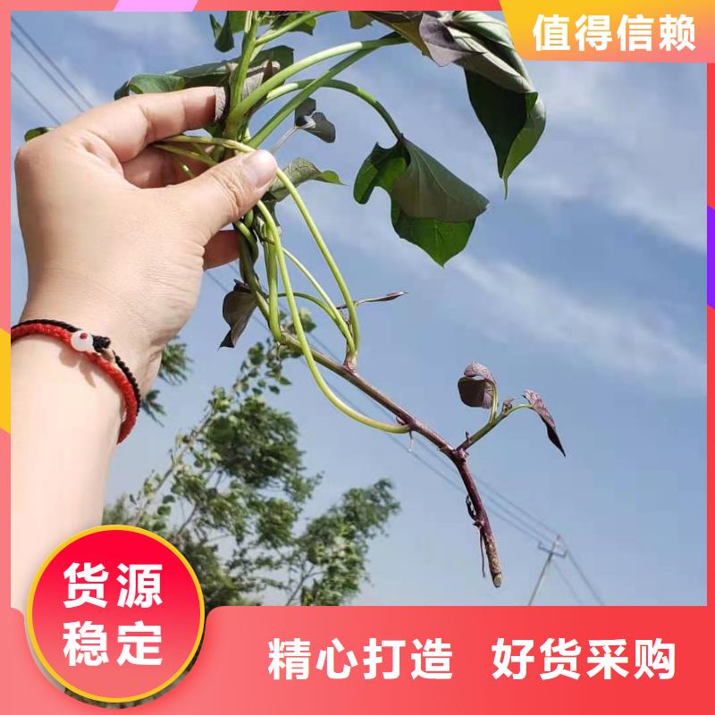 广西省桂林紫薯种子图片