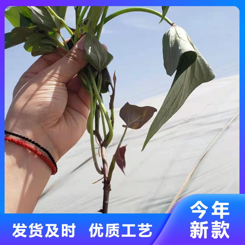 四川省南充紫薯苗子图片