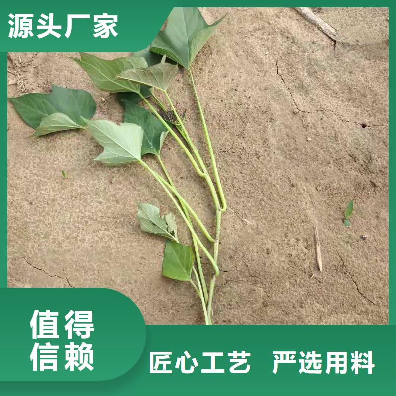 河南省开封紫薯苗种植方法