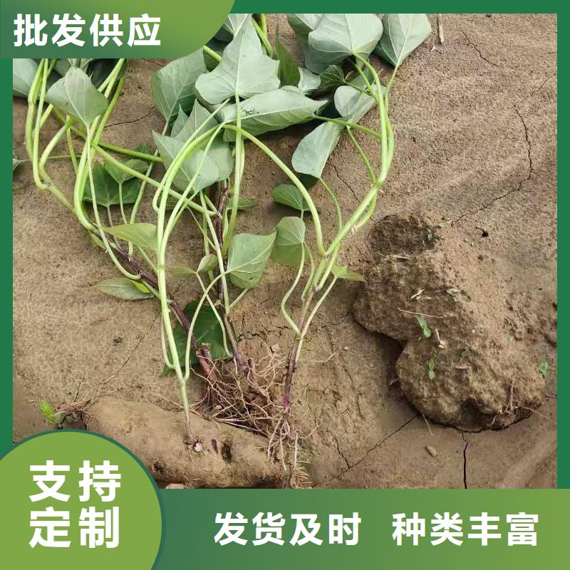 锦州紫薯苗（济黑2号）厂家价格是多少