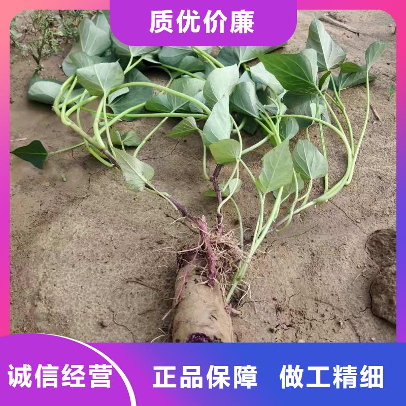 邯郸鲜食型紫薯苗图片