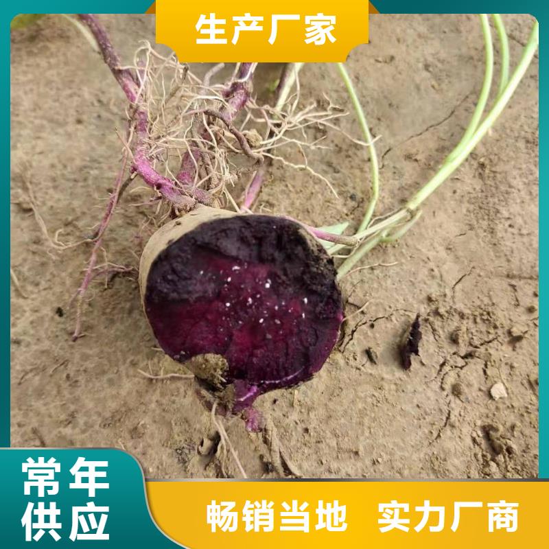 防城港紫地瓜苗种植方法