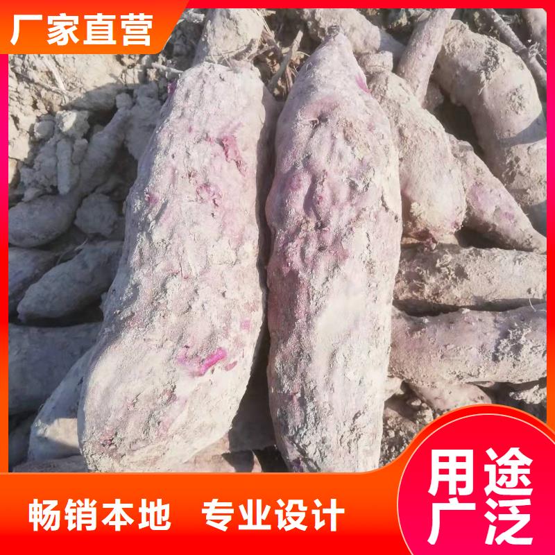 广西省钦州紫薯苗（济黑2号）源头厂家