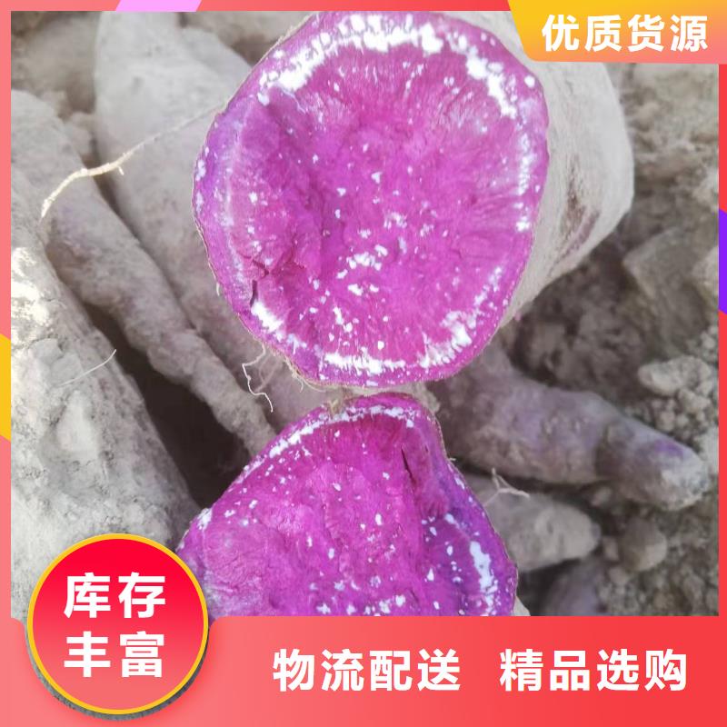 西藏省昌都紫薯苗子多少钱一棵