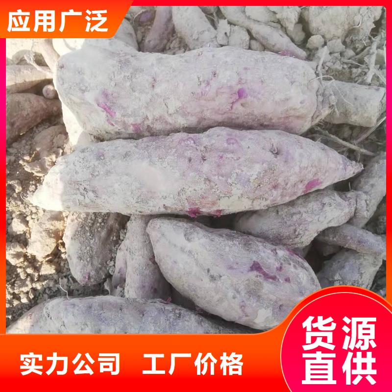 广西省防城港紫甘薯苗种植厂家