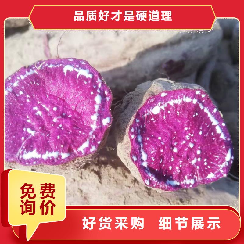 四川省成都紫薯苗（绫紫）供应