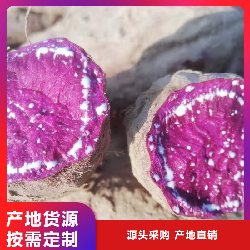 内蒙古自治区乌兰察布紫红薯苗批发销售