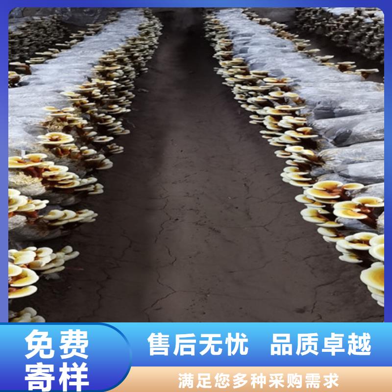 扬州生产
灵芝超细粉_优质厂家
