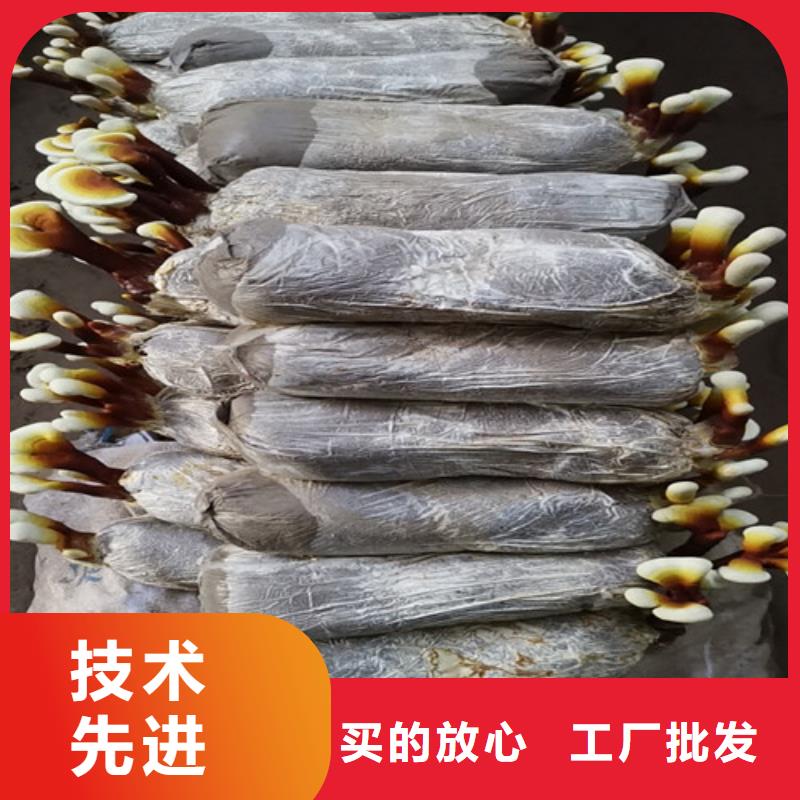 2023出厂价#南宁灵芝超细粉公司#可配送