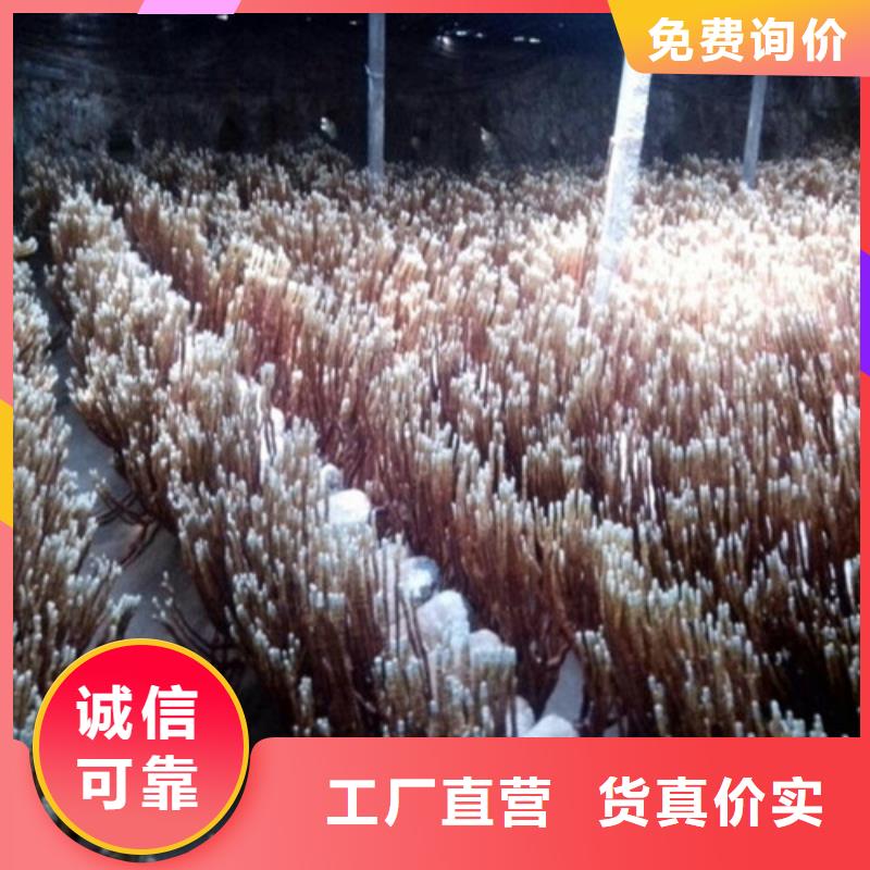 青岛灵芝超微粉生产厂家欢迎致电