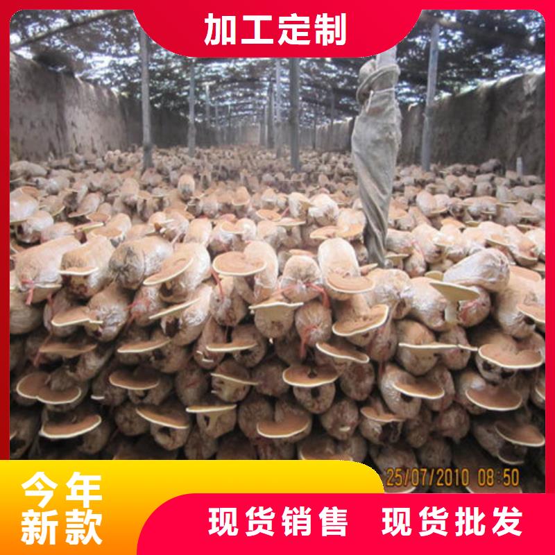 上海灵芝菌丝全国供应