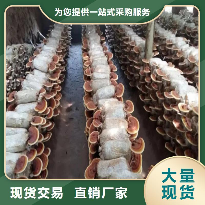 欢迎选购##灵芝孢子粉厂家快速发货