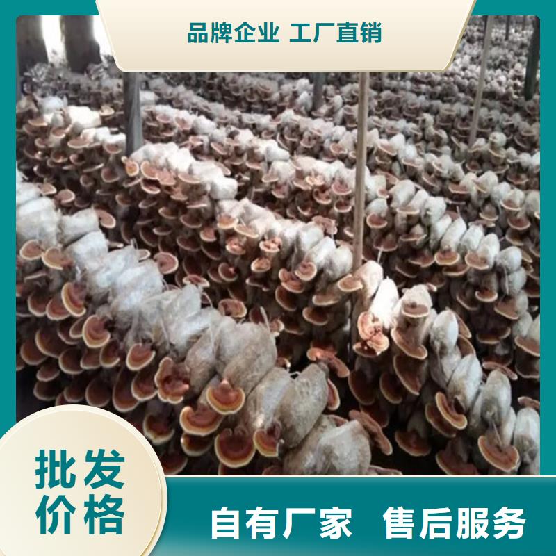 ​台州重信誉灵芝超微粉供应厂家