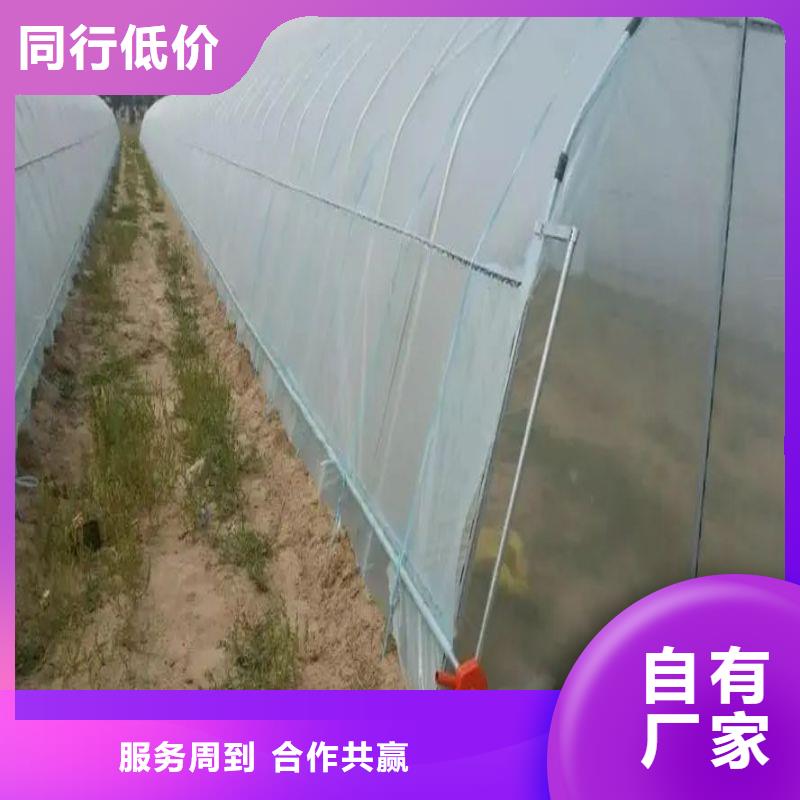 安徽省宿州砀山玻璃温室10年经验
