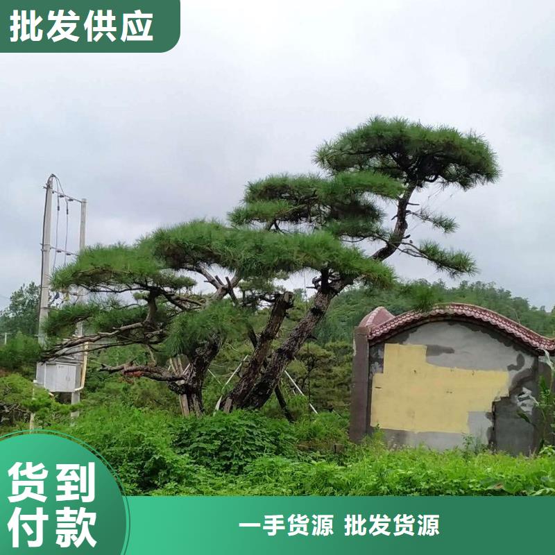 价格公道的昌江县造型油松厂家工厂直营