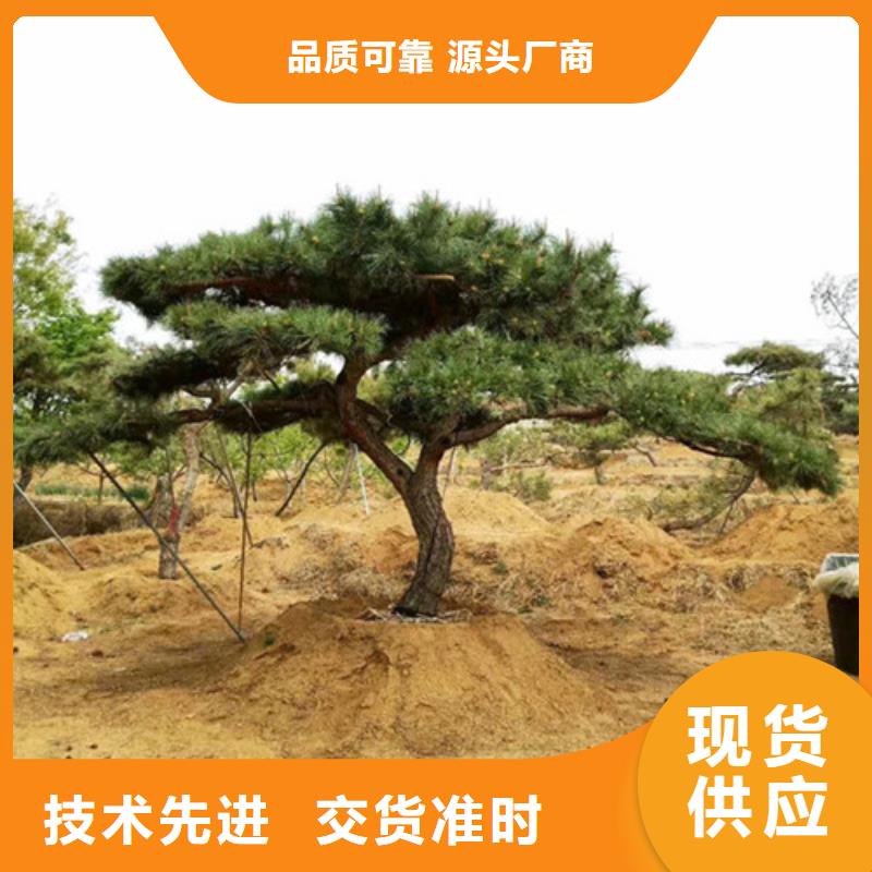 天津生产景观松质量可靠的厂家