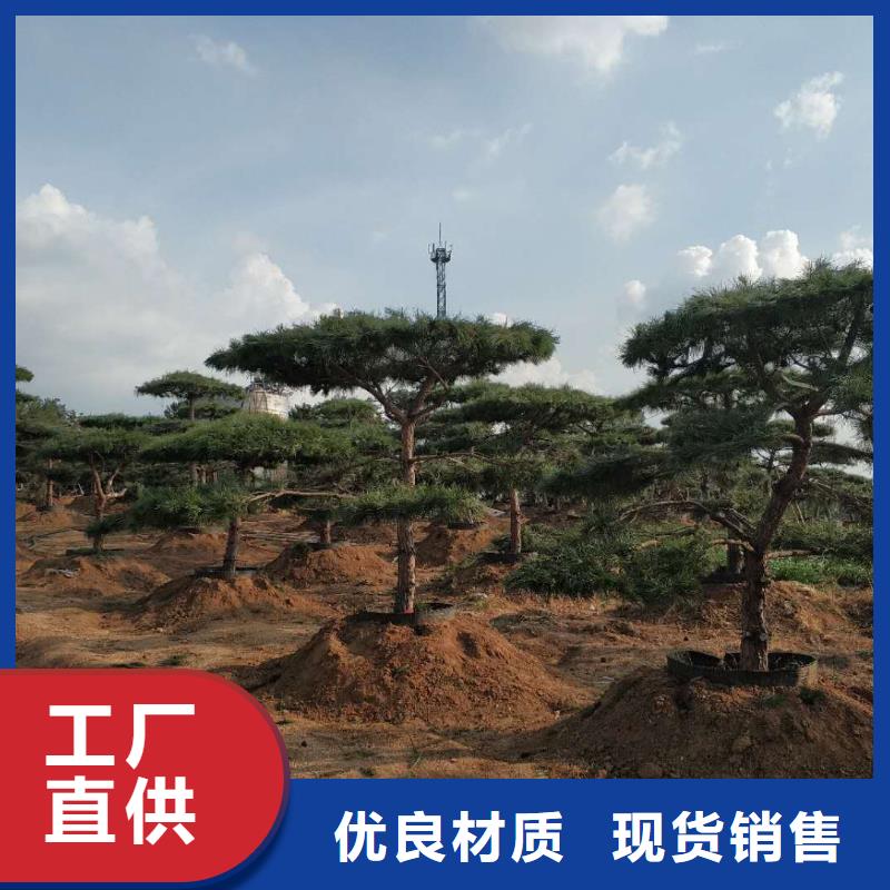 昌江县用户喜爱的泰山风景松生产厂家
