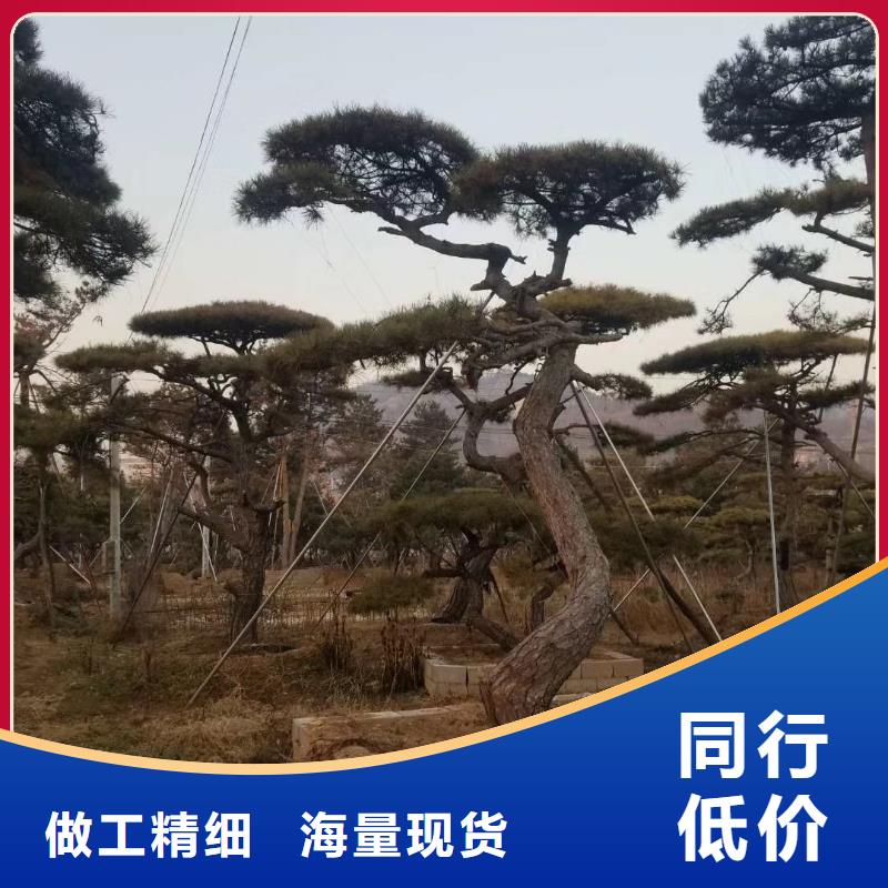 香港造型松树物流快捷
