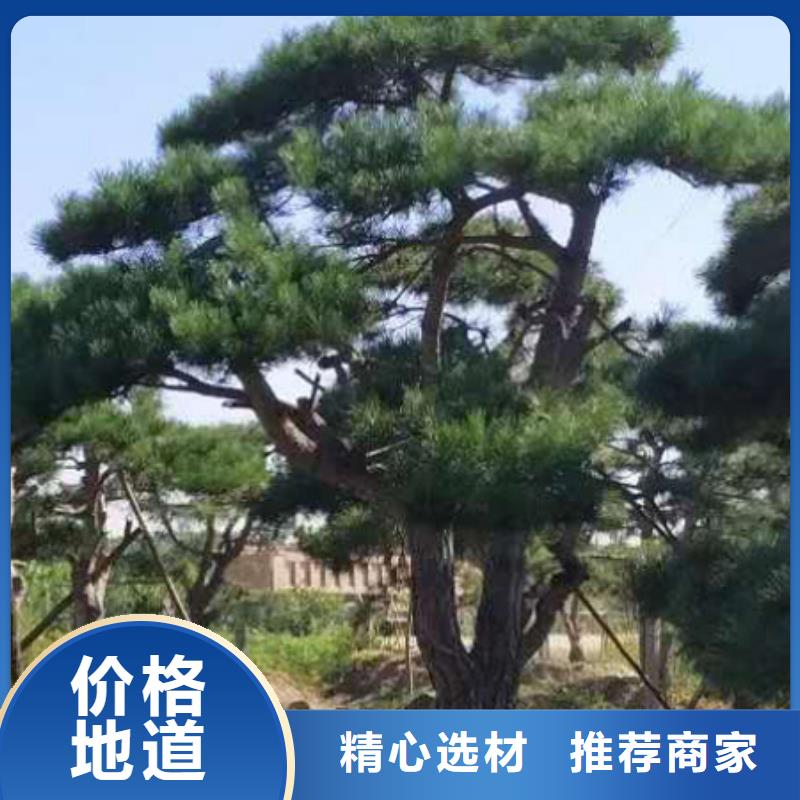 2022有现货的#惠州造型油松公司#用户好评