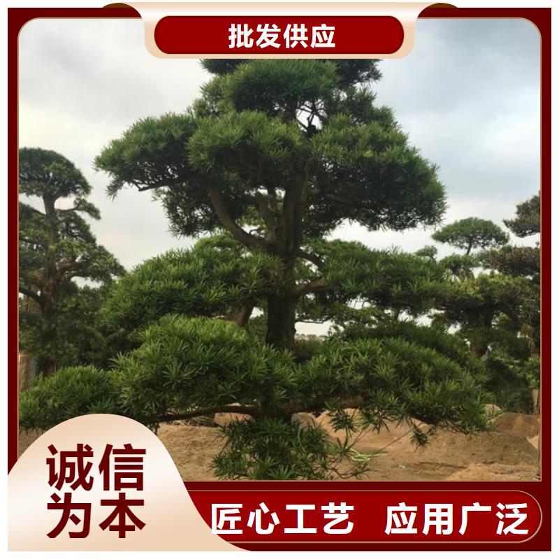 佛山造型松树-超低价格