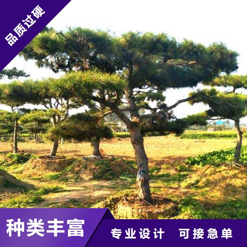 乐东县造型松树最近行情讲信誉保质量