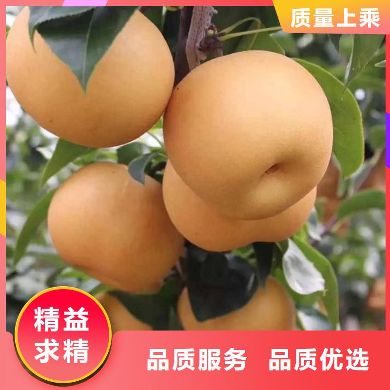 济宁秋月梨种植苗出售
