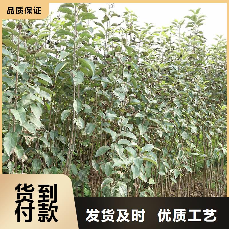 南京秋月梨树苗一颗多少钱
