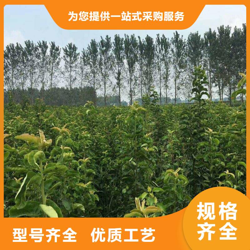 赣州秋月梨树苗新品种