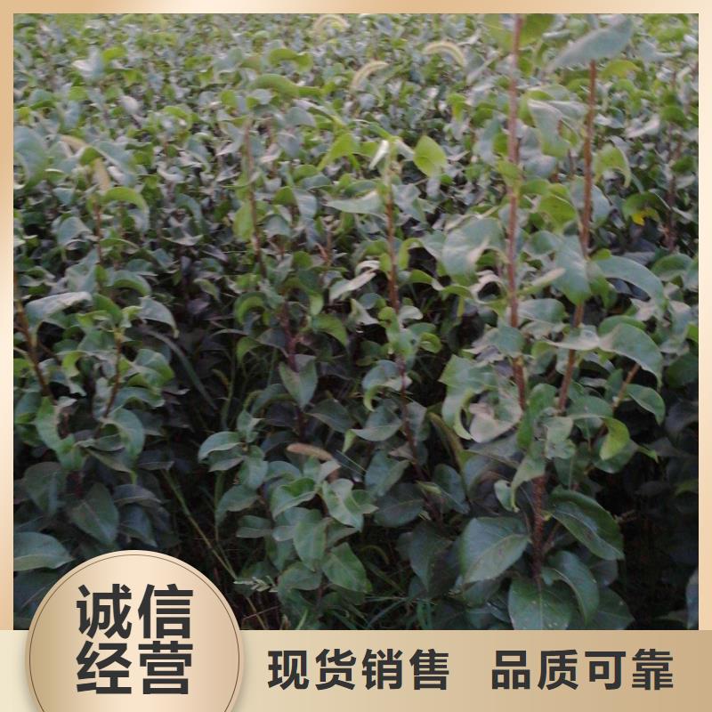 南京秋月梨种植苗供应