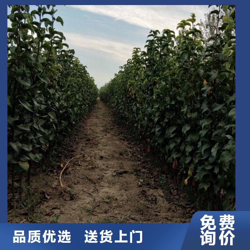 台湾秋月梨种植苗哪里的价格低