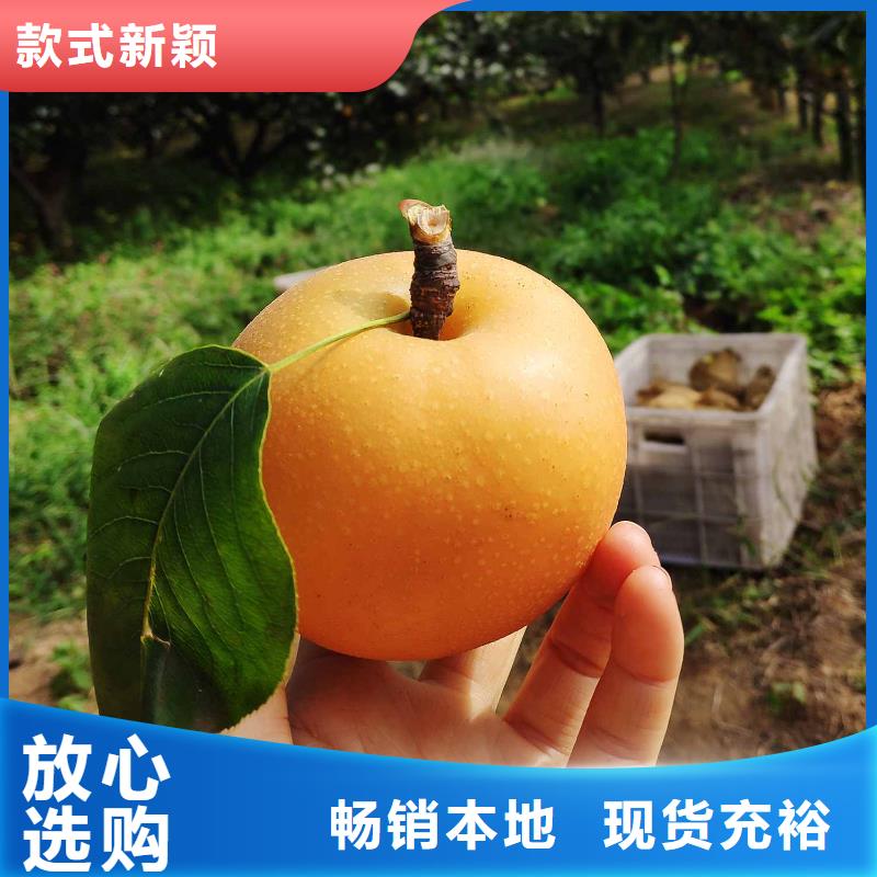 秋月梨种植苗种植方法本地货源
