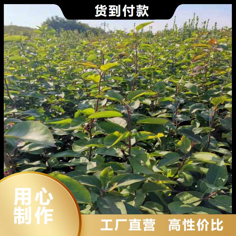 南京秋月梨苗种植技术