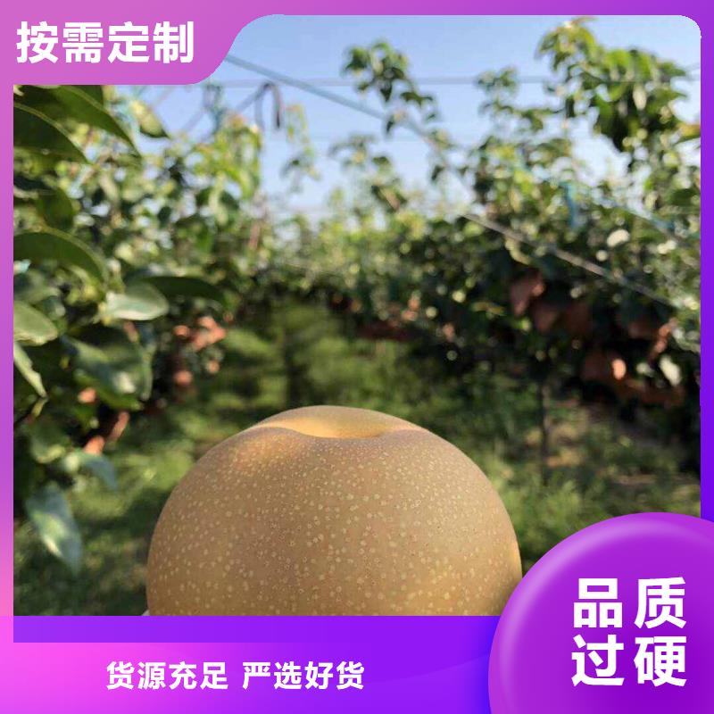 ​黑河秋月梨种植苗种植方法