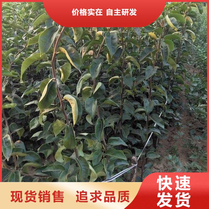南京秋月梨种植苗哪里的品种纯
