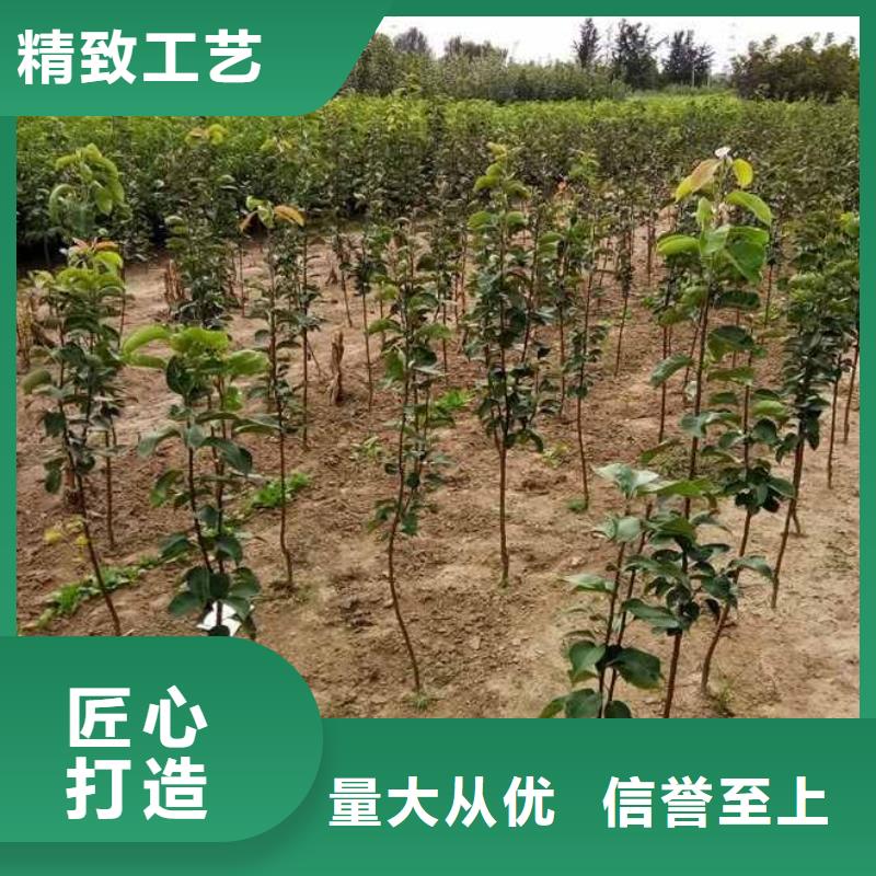 长春秋月梨苗种植方法