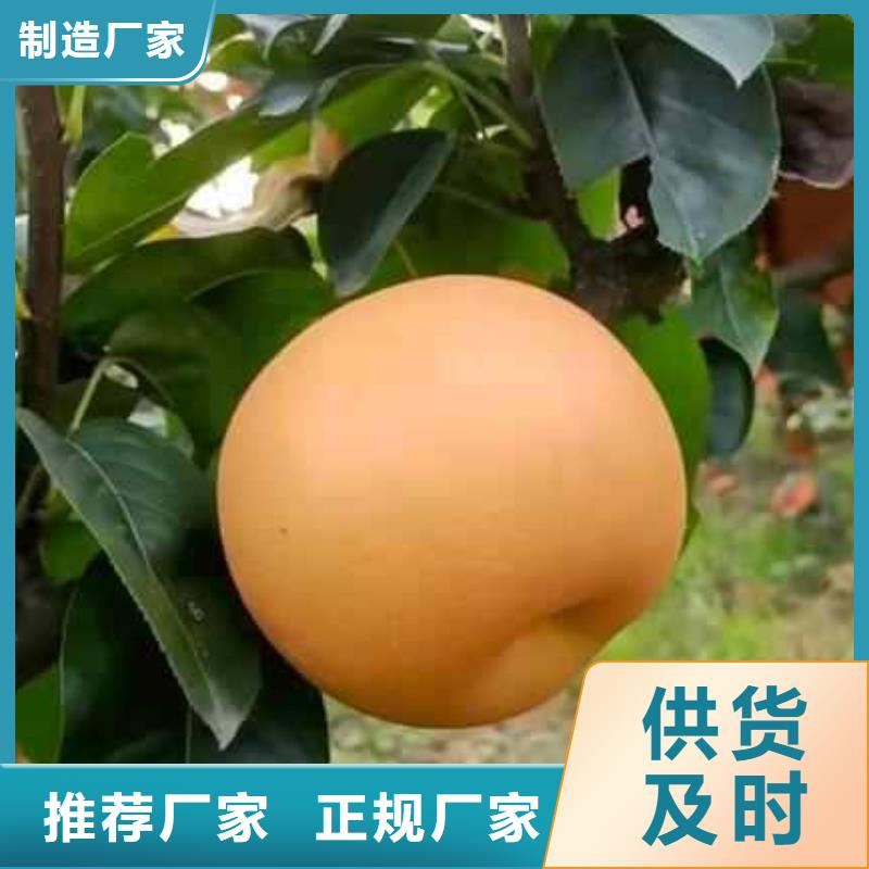 阜新秋月梨种植苗新品种